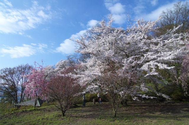 長野県小布施町の植物 岩松院公園の桜 岩屋堂公園ホームページ 愛知県瀬戸市の国定公園